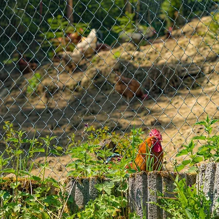 Gabrysiówka * Tylka