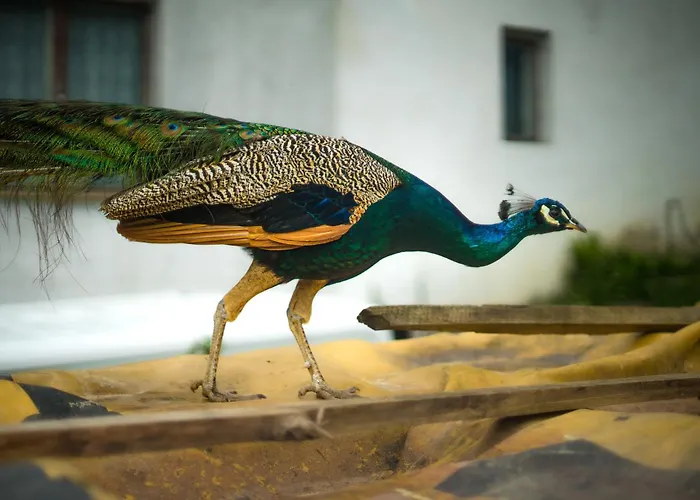 Alloggio in famiglia Gabrysiowka